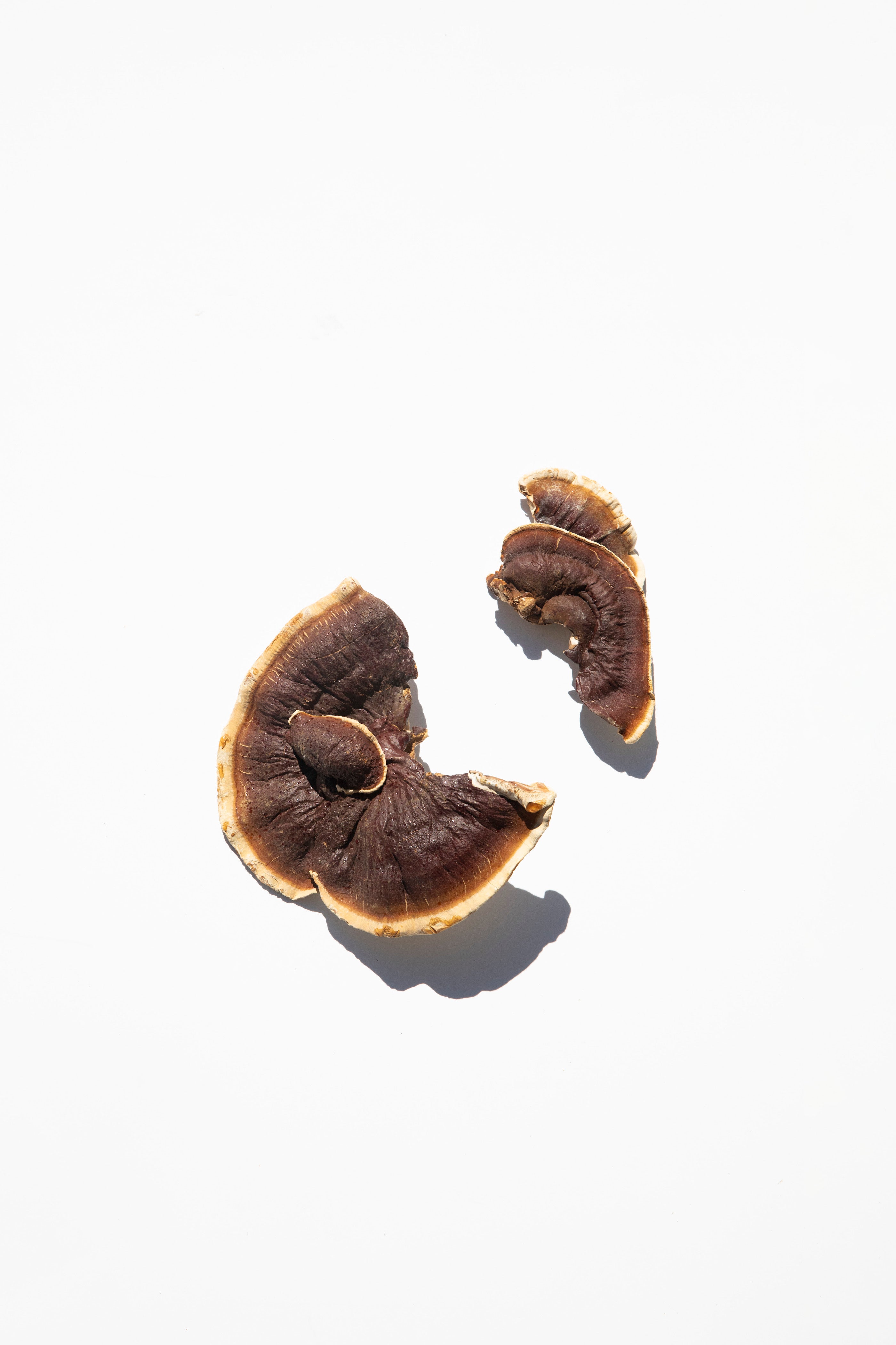 Reishi Mushrooms