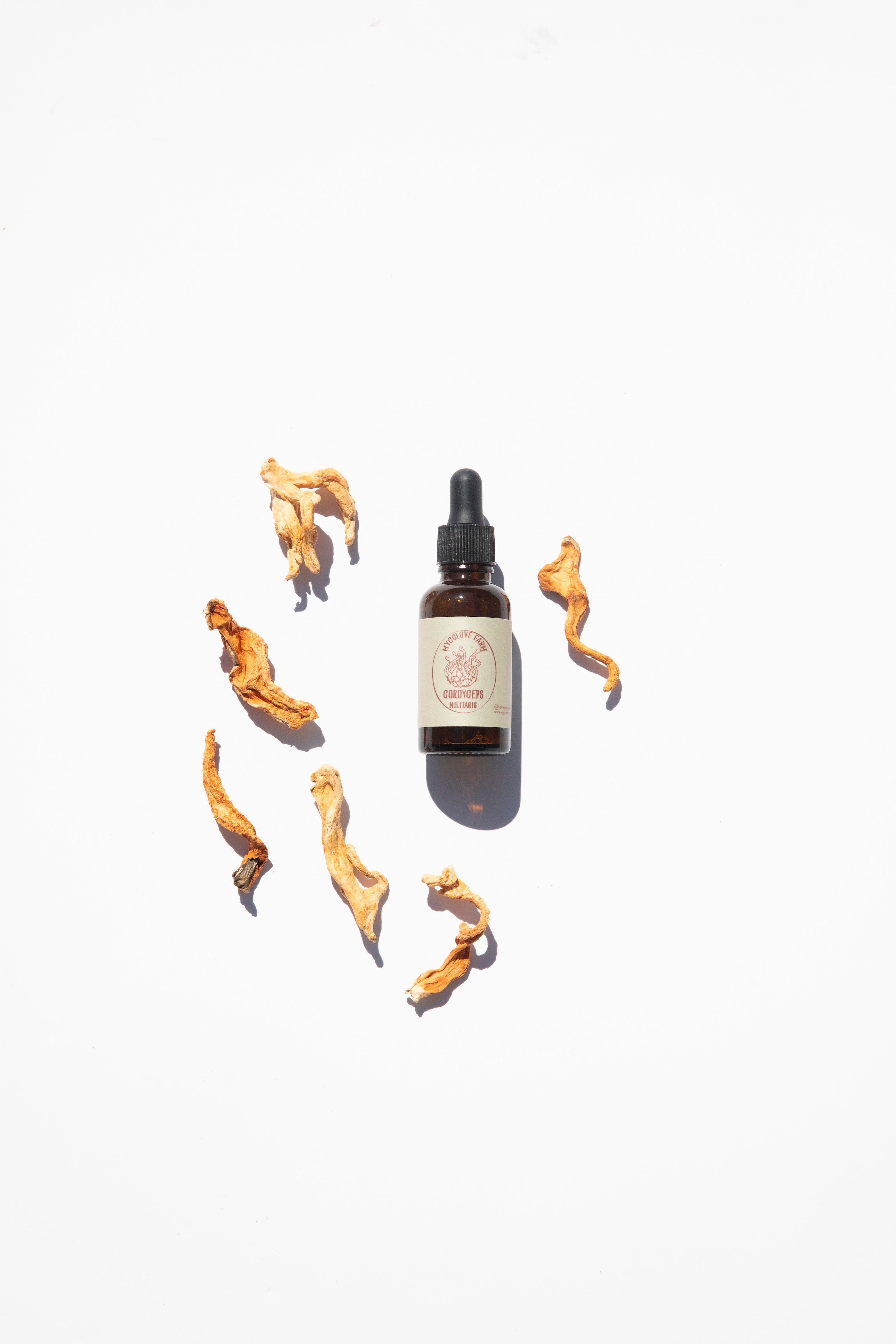 Cordyceps Mushroom Tincture