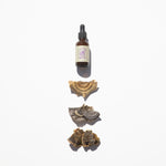 Turkey Tail Mushroom Tincture