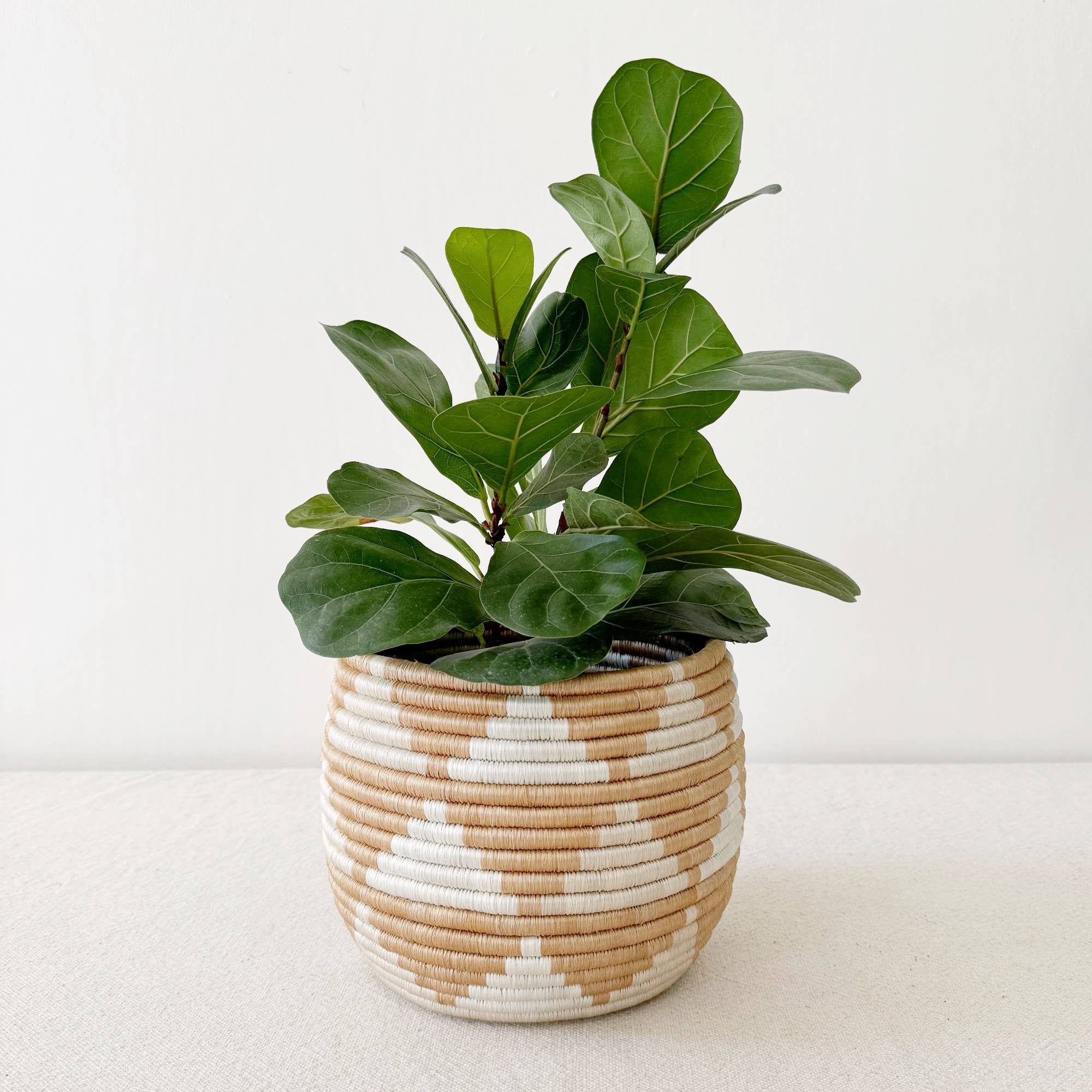 indoor planter baskets Amsha Akazi Honey Pot Basket – JONES + CO