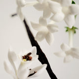 Maison Louis Marie No.03 L'Etang Noir Candle — scent notes ingredients still life