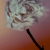 Rock Rose Eau de Parfum