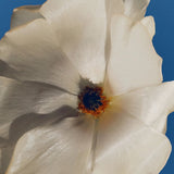 Taos Blue Eau de Parfum