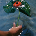 JONES + CO Heirloom Tomato hand soap featuring a red tomato and green leaf floating in water, held by a hand.