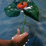 JONES + CO Heirloom Tomato hand soap featuring a red tomato and green leaf floating in water, held by a hand.