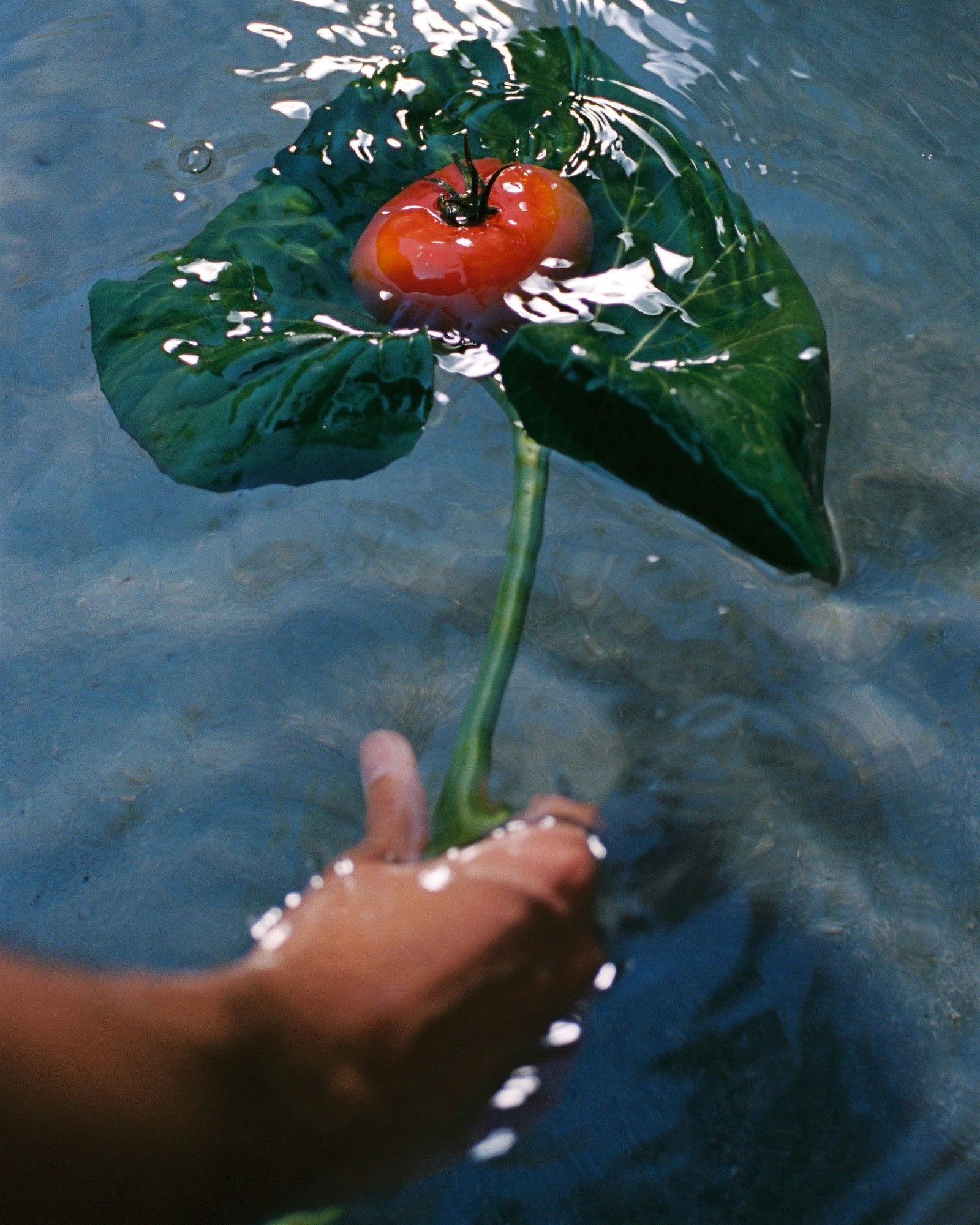 JONES + CO Heirloom Tomato hand soap featuring a red tomato and green leaf floating in water, held by a hand.