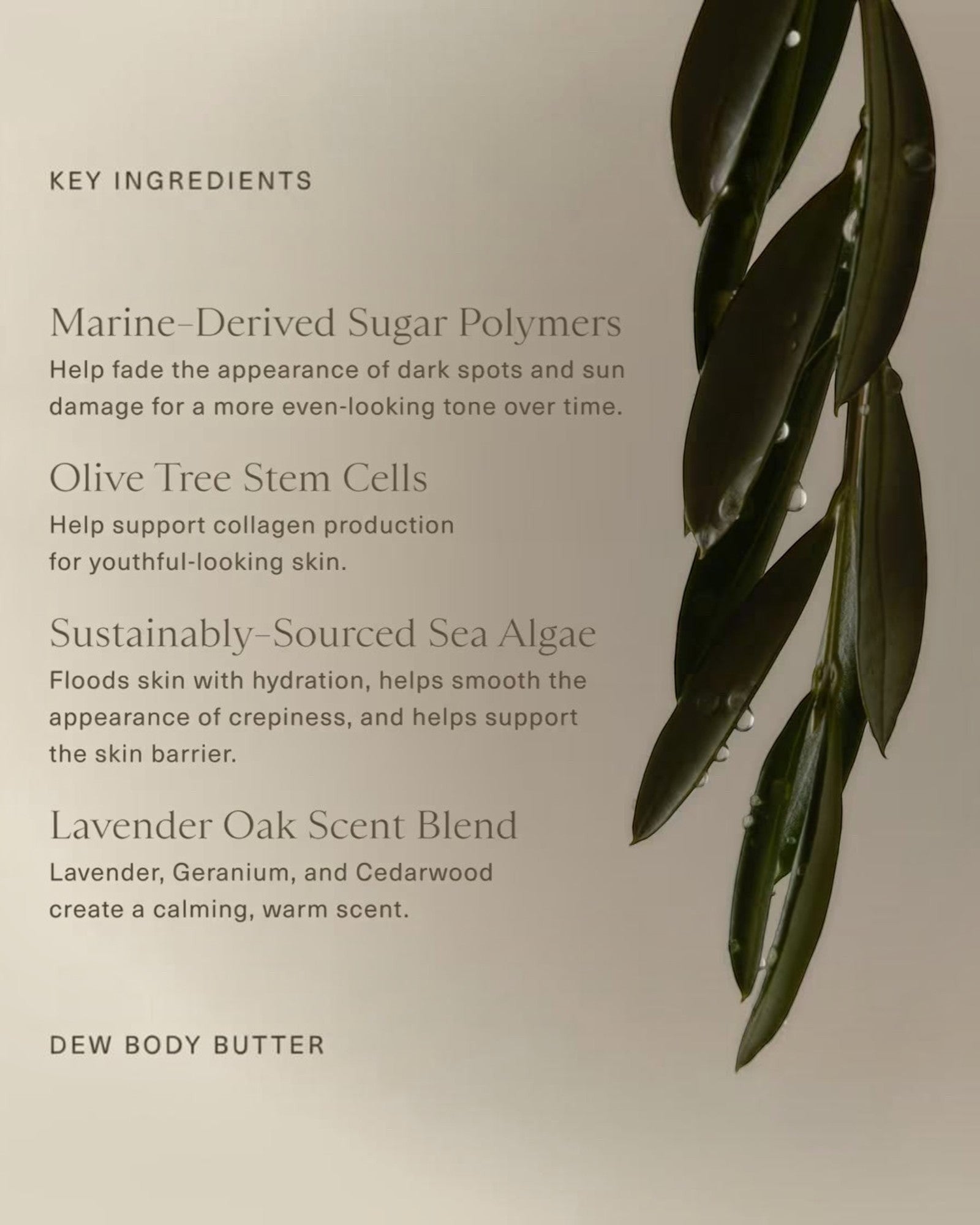 JONES + CO Dew Body Butter with Lavender Oak scent, infused with Olive Tree Stem Cells and Sea Algae for firming and brightening.