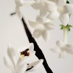JONES + CO No.03 L'Etang Noir Perfume Oil with white jasmine flowers and vanilla bean