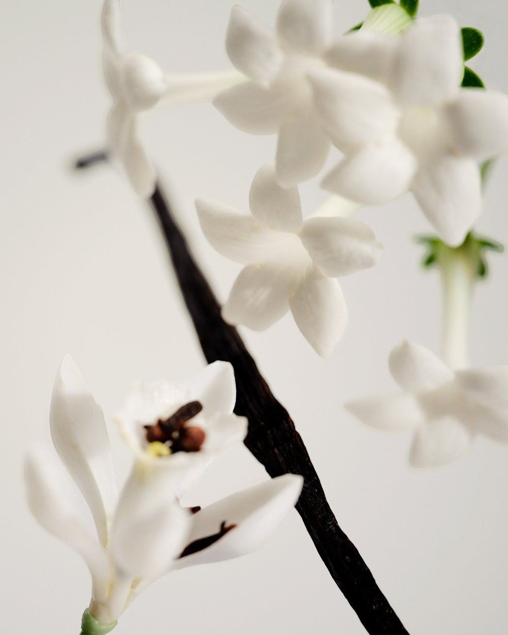 JONES + CO No.03 L'Etang Noir Perfume Oil with white jasmine flowers and vanilla bean