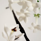 JONES + CO No.03 L'Etang Noir perfume oil with white flowers and vanilla bean