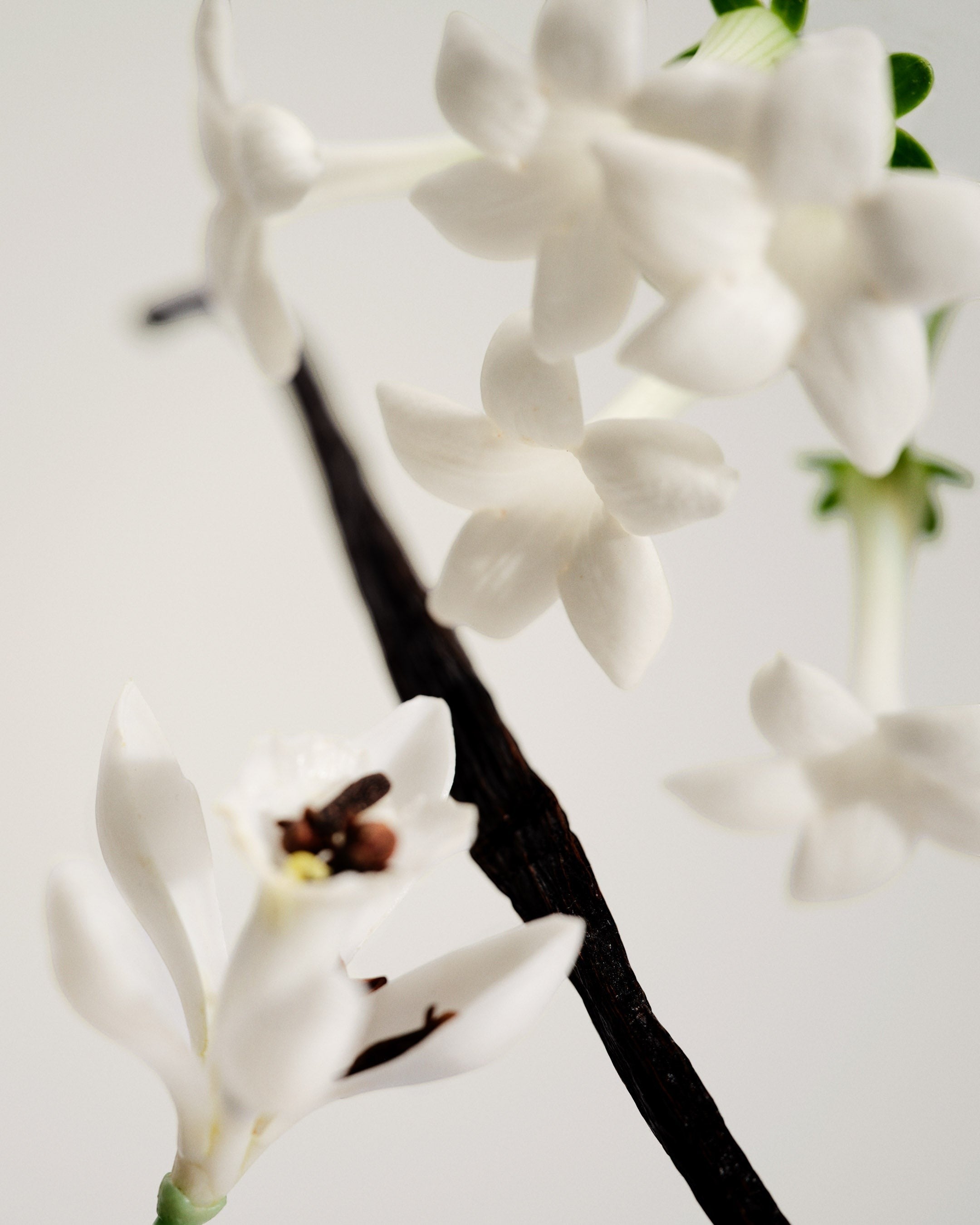 JONES + CO No.03 L'Etang Noir perfume oil with white flowers and vanilla bean