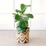 Ruzizi Storage Plant Basket
