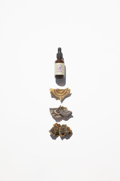 Turkey Tail Mushroom Tincture
